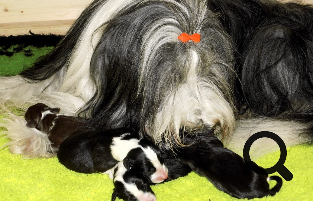 Facetious_Bearded_Collies